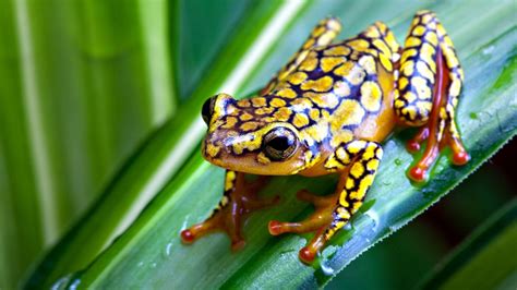 frog animals nature amphibian wallpapers hd desktop  mobile