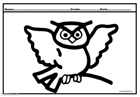 owl coloring pages  kindergarten kids