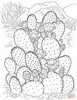 Cactus Coloring Pages Printable Prickly Pear Supercoloring Para Sheets Colorir Plants Coloriage Adult Gif sketch template