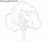 Tree Draw Drawing Trees Drawings Beginners Pencil Sketch Line Realistic sketch template