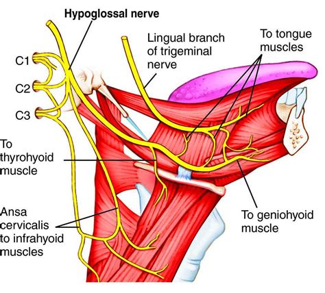 hypoglossal nerve anatomy