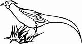 Coloring Pages Pheasants Supercoloring sketch template