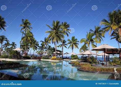 luxury fijian resort  coconut trees stock image image