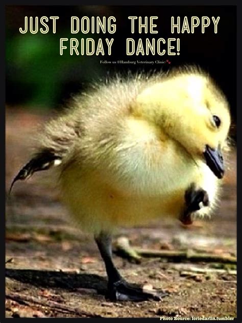 friday   happiness animal humor cute duckling celebrate