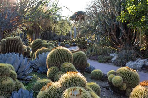 cactus gardens  la  succulent obsessives