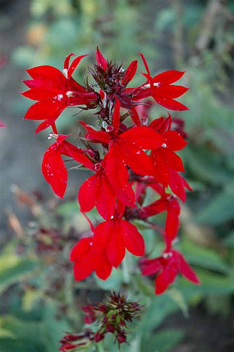 compliment deep red cardinal flower lobelia  speciosa