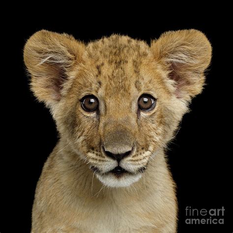 young lion photograph  sergey taran pixels