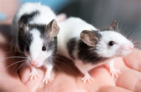 reasons  rats  mice  great pets petmd