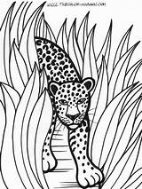 Rainforest Animali Colorat Planse Carini Leopardos Coloringtop Malen Desene Salvajes sketch template
