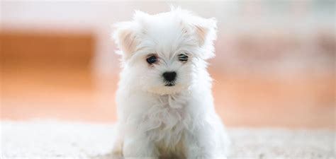 teacup maltese discover  miniature maltese dog