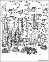 Forest Trees Coloring Pages Color Nature Online Adults Kids Seasons Getdrawings Getcolorings Printable Coloringpagesonly sketch template