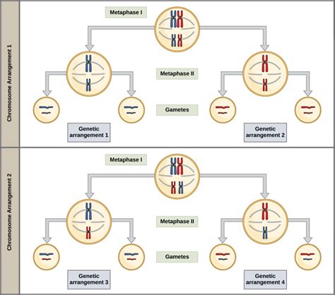 the process of meiosis biology i