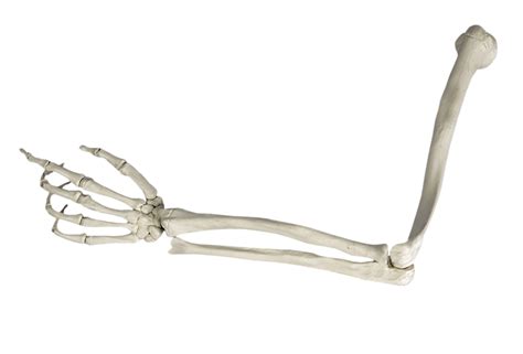 skeleton arm png  akithefull  deviantart