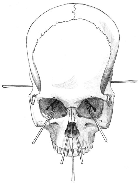 half skeleton face drawing at free for