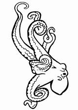Tintenfisch Pulpo Polipo Malvorlage Octopus Schulbilder Ausdrucken Kleurplaat Dibujo sketch template
