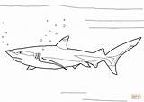 Shark Reef Coloring Blacktip Pages Sharks Printable Drawing sketch template