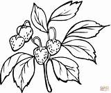 Strawberry Coloring Pages Strawberries Printable Drawing Plant Color Buah Outline Printables Bush Ryan Leaves Branch Guava Fruit Clipart Trulyhandpicked Prints sketch template