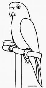 Parrot Bird Ausmalbilder Parot Loro Papagei Sheets Worksheets Cool2bkids Macaw Clipartmag Artesanía Papageien Ausdrucken Selva Anatomia Plantas Malvorlagen sketch template