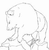 Beruang Urs Mewarnai Colorat Ours Grizzly Planse Desene Coloriages Album Educative Trafic sketch template