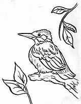 Kingfisher Coloring Chickadee Pages Drawing Bird Line Printable Print Color 2550 Getdrawings Designlooter Drawings Today Getcolorings 29kb 1026 sketch template