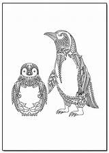Coloring Pages Penguin Penguins Zentangle Adult Printable Cute Choose Board sketch template