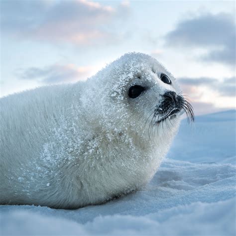 top  seal pics animals lifewithvernonhowardcom