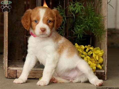 brittany spaniel puppies for sale greenfield puppies