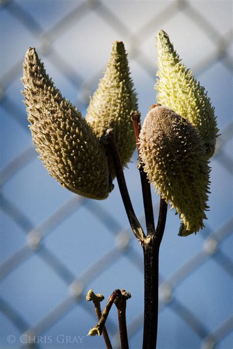 seed pods twisia