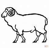 Sheep Coloring Drawing Ram Outline Simple Pages Printable Lamb Drawings Supercoloring Face Animal Kids Realistic Getdrawings Drawn Color Domestic Sheet sketch template