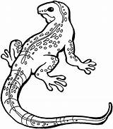 Lizard Coloring Pages Lizards Kids Printable Reptile Salamander Drawing Reptiles Color Outline Print Template Search Horned Colouring Animals Clipart Bestcoloringpagesforkids sketch template
