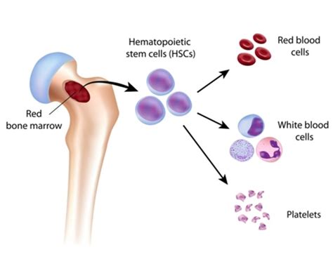 bone marrow    structure function diseases