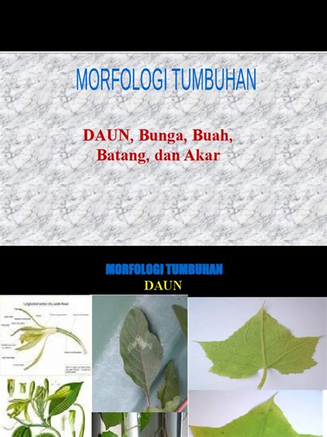 10 Morfologi Daun Pdf