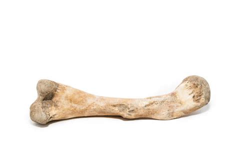 bone definition  bone