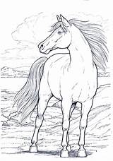Disegnidacolorareperadulti Horses Cavalli Ottenere Benissimo Ruvida Cavallo sketch template