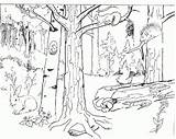 Floresta Colorir Bosques Selva Deciduous Bosque Forests Temperate Paisaje Malvorlagen Desenhos Migratory Fascinating Farmers Florestas Rainforest Paisagem Taiga Ecosystem Metnet sketch template