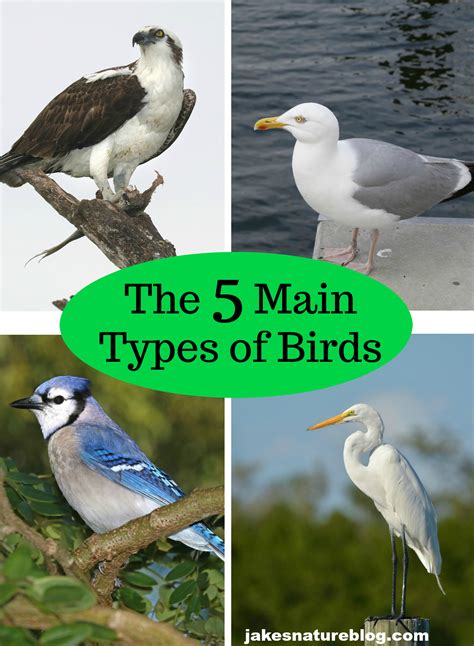 main types  birds tip  beginner birders jakes nature blog