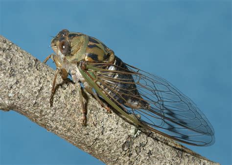 cicadas emerge annually  mississippis forests mississippi state university extension service