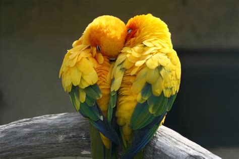 valentinstag tierische liebespärchen shutterstock blog deutsch