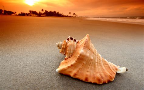 sea shell beach wallpaper