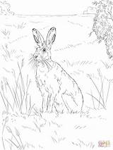 Coloring Hare Pages Brown Printable Drawing sketch template