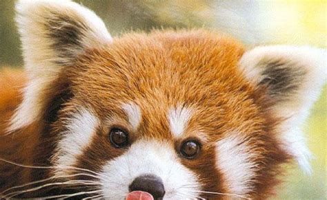 red panda animal wildlife