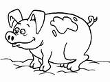 Coloring Pig Pages Mud sketch template