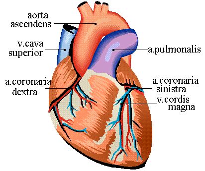 functioning  human heart