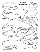 Mammals Mammal Binturong sketch template