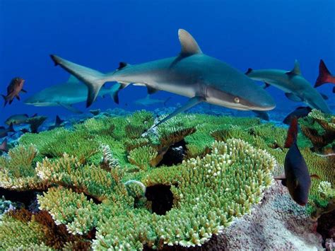 kingman reef skerry underwater photography tiburones fotografia