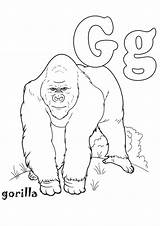 Coloring Gorilla Pages Choose Board Momjunction sketch template