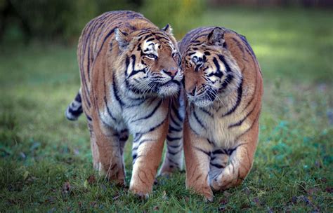 hintergrundbilder saeugetiere tiger tiere grosse katzen