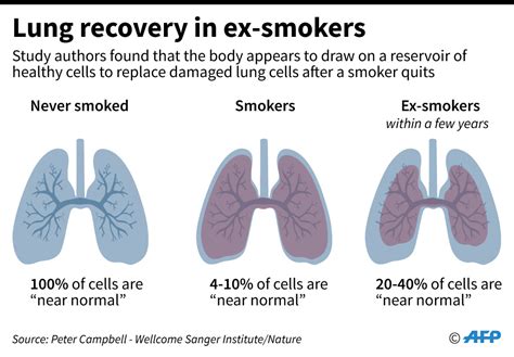 turn  time  quitting smoking reverses lung cell damage