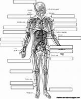 Anatomy Physiology Workbook Worksheet Worksheets sketch template