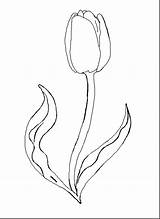 Coloring Tulip Pages Flower Printable Template Outline Drawing Spring Print Kids Color Tulips Watering Flowers Step Dahlia Easy Marble Templates sketch template